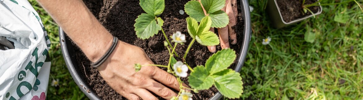 Voeding-voor-potplanten